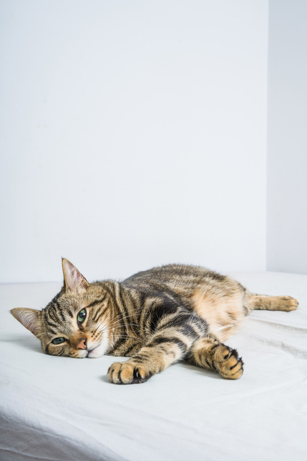 Selbstreinigendes Katzenklo für eine gesunde Katze